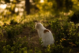 沐浴在夕阳下的猫