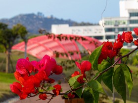 花梦如幻